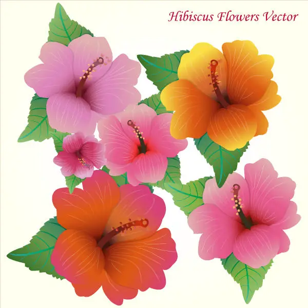 Hibiscus Flowers Vector Art Free